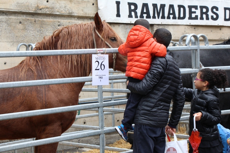 Un moment de la 40a Fira concurs de bestiar celebrada a Andorra la Vella aquest dissabte.